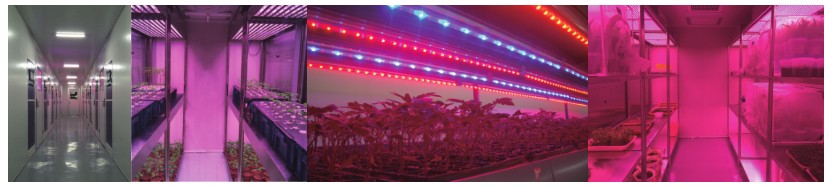 WIGG系列植物組培室